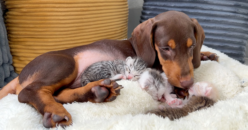 子猫達を寝かしつけるダックスフンド