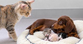 母猫の留守中に子猫達のお世話をしていたダックスフンド。その様子を帰ってきた母猫が見てビックリ！