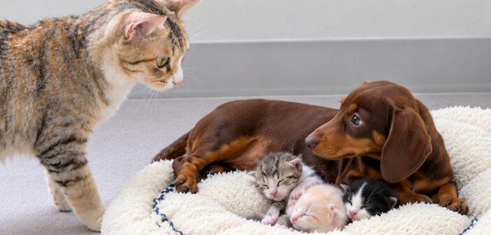 子猫達を世話するダックスフンドを見て驚く母猫