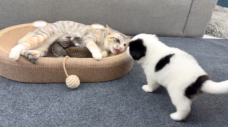 子犬を威嚇する母猫