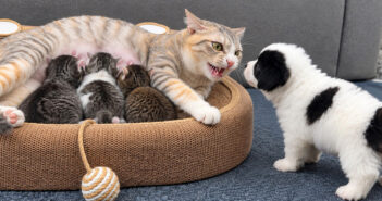 子犬を威嚇する母猫