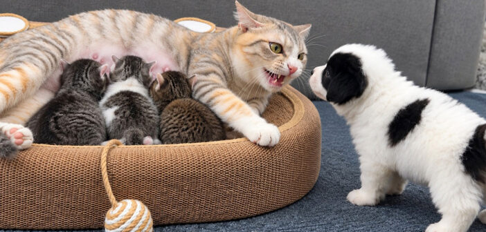 子犬を威嚇する母猫