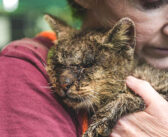 長い間、誰からも触られなかった猫。4ヶ月後に優しい人達のおかげで本来の姿を取り戻し、幸せな毎日を手に入れる