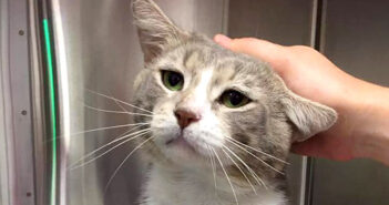 保護された子猫達が心配で、自ら捕獲器に入ったオスの野良猫。保護施設で子猫達と再会すると大きな幸せを感じる 保護された猫