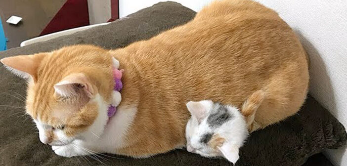 頭をチョコンと出しながら幸せそうに眠り続ける子猫。お腹の下で子猫を温めてあげる先住猫の優しさにホッとする♡