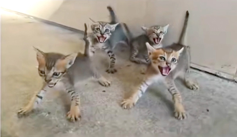 一斉に威嚇の声を上げる子猫達