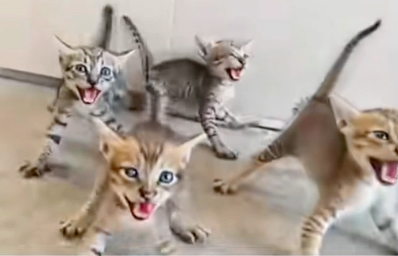 一斉に威嚇の声を上げる子猫達