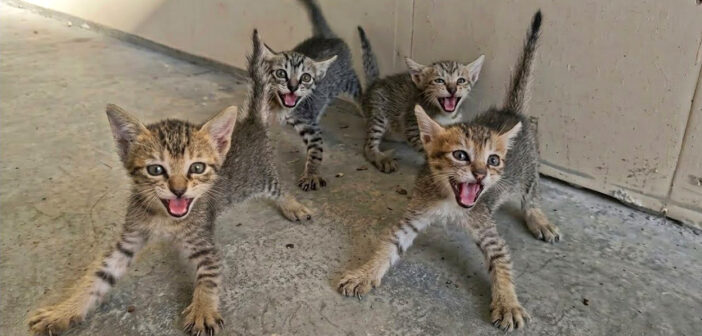 一斉に威嚇の声を上げる子猫達