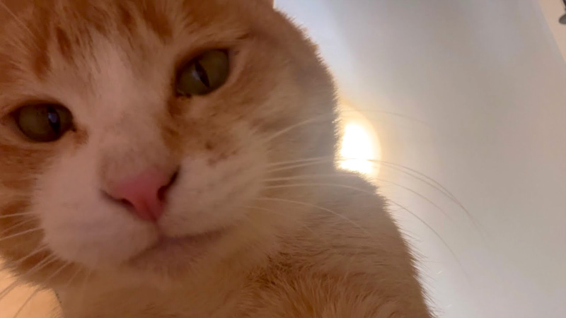 自撮りする猫