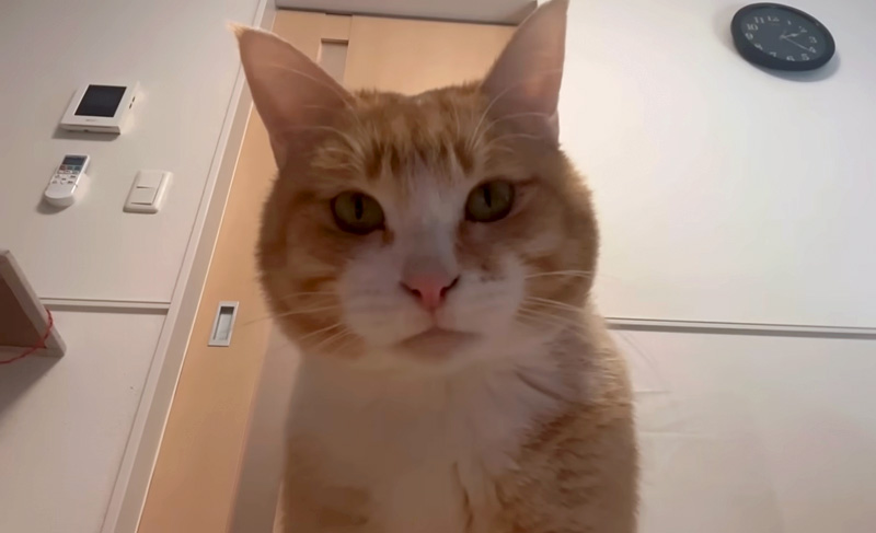 自撮りする猫