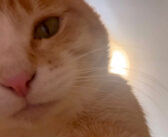 気づいたら自撮りしてた猫さん。興味津々で自分の姿を観察して、猫アタックを繰り出す様子が可愛すぎる ( *´艸`)♡