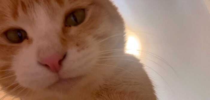 気づいたら自撮りしてた猫