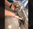 かけ湯された保護子猫