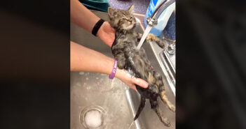 保護したばかりの子猫に『かけ湯』をしてみると… 一瞬で野生を失った ( *´艸`)♡ かけ湯された保護子猫