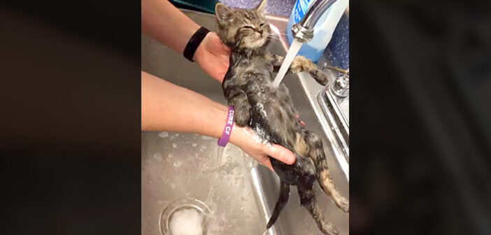 かけ湯された保護子猫