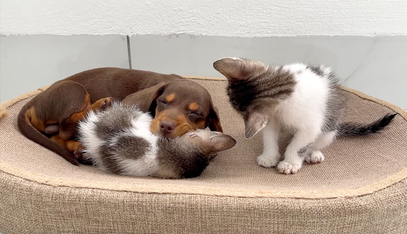 子猫に寄り添って眠る子犬