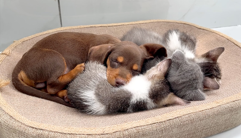 子猫達と寄り添って眠る子犬