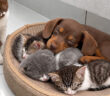子猫達に囲まれて育った子犬