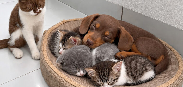 子猫達に囲まれて育った子犬