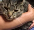 雷が怖くてお母さんの腕の中に避難する猫