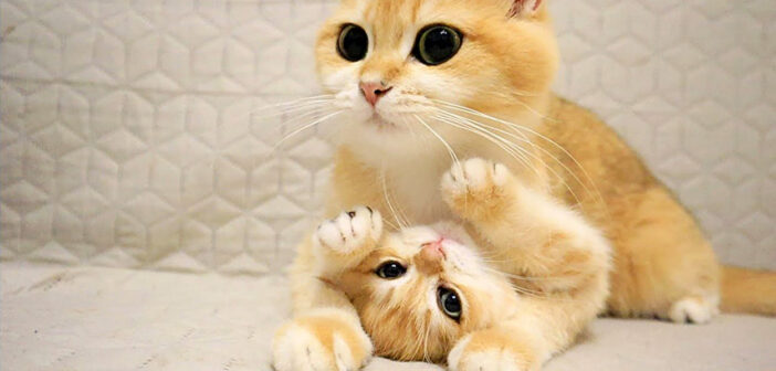 何が何でもグルーミングしたい母猫とされたくない子猫。愛情が止まらない母猫とヤンチャな子猫の攻防戦が激し過ぎる♡