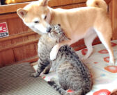 毎朝、同居犬に戦いを挑むのが日課の猫さん。チューされるたびに戦意が行方不明になっちゃう様子が面白い ( *´艸`)