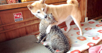 毎朝、同居犬に戦いを挑むのが日課の猫さん。チューされるたびに戦意が行方不明になっちゃう様子が面白い ( *´艸`) 大人しくなる猫