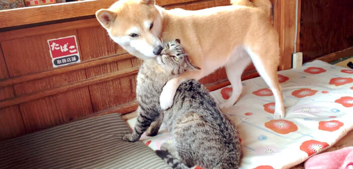毎朝、同居犬に戦いを挑むのが日課の猫さん。チューされるたびに戦意が行方不明になっちゃう様子が面白い ( *´艸`)