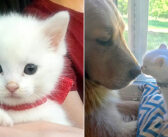 新しい家に迎えられた親指のある保護子猫。そこで出会った優しい犬が、幼かった子猫を素敵な猫に成長させる(*´ｪ｀*)