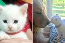 犬と子猫