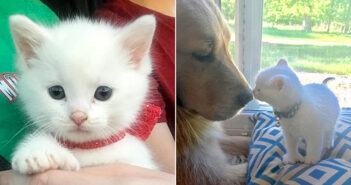 犬と子猫