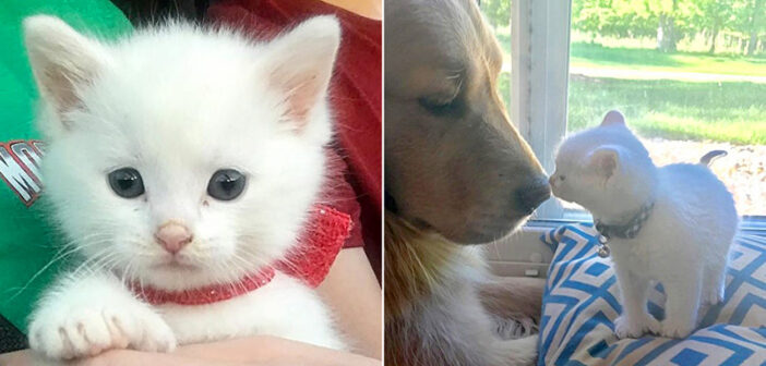 犬と子猫