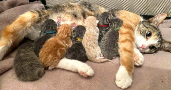 お腹の子猫達のために安全な場所を探していた猫。優しい人達の力を借りて病気を治し、全ての愛情を大切な我が子に注ぐ 猫の親子
