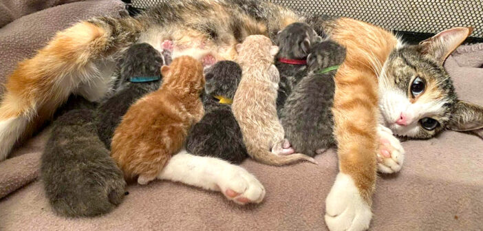猫の親子