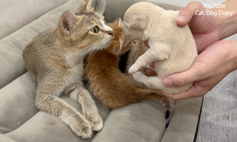 保護された子犬に初めて会った母猫