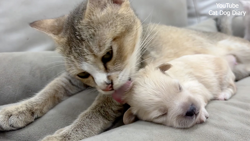 保護された子犬を温かく迎え入れた母猫