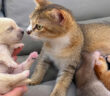 保護された子犬に初めて会った母猫