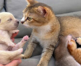 保護されたばかりの幼い子犬に初めて会った母猫。温かく迎え入れて、愛情いっぱいに世話を始める姿にホッとする (*´ェ`*)