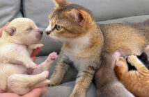 保護された子犬に初めて会った母猫