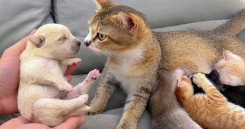 保護されたばかりの幼い子犬に初めて会った母猫。温かく迎え入れて、愛情いっぱいに世話を始める姿にホッとする (*´ェ`*) 保護された子犬に初めて会った母猫