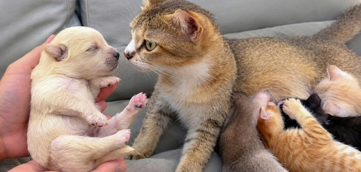 保護された子犬に初めて会った母猫