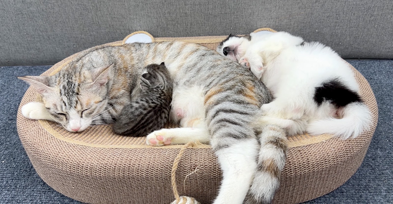 保護された子犬を受け入れた母猫