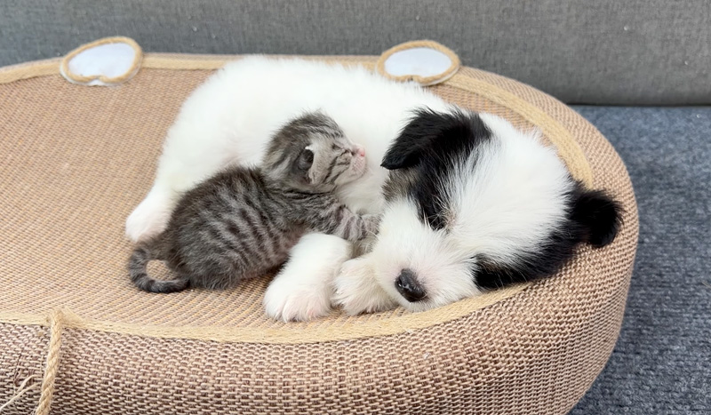 子犬にピッタリとくっつく子猫