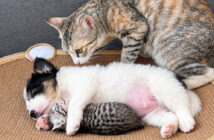 子猫を子犬に任せて出かけた母猫