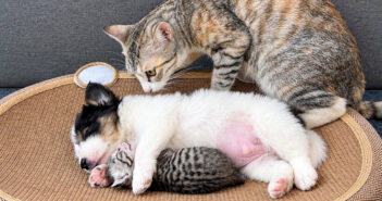 子猫を子犬に任せて出かけた母猫
