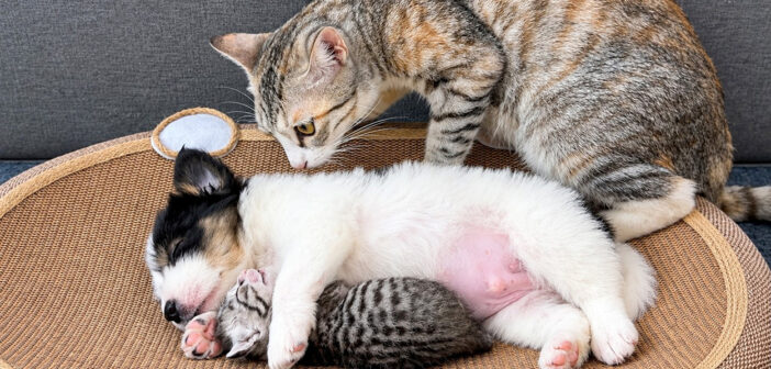 子猫を子犬に任せて出かけた母猫