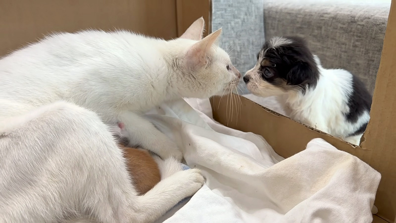子犬と初めて会った母猫