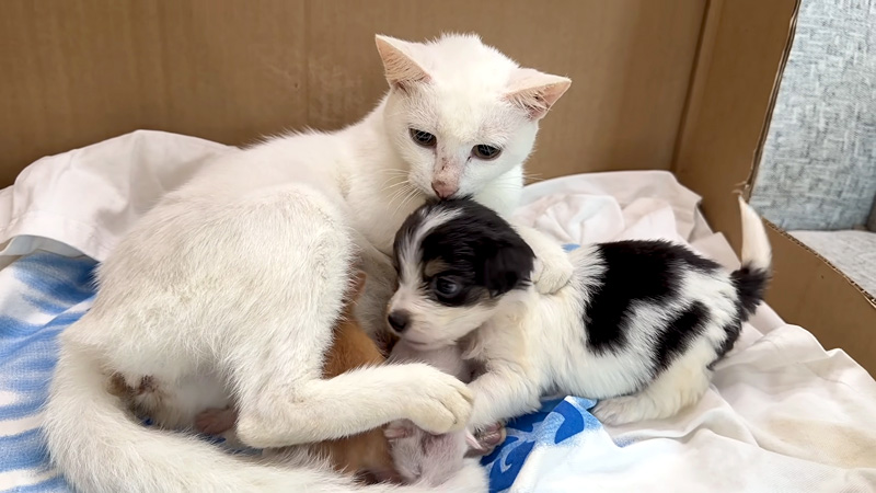 子犬を温かく迎え入れる母猫