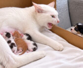 生まれて間もない迷子の子犬と初めて会った母猫。すぐに温かく迎え入れて、子犬のお母さんになる姿に心が温まる (*´ェ`*)