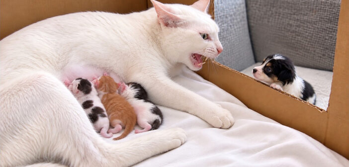 生まれて間もない迷子の子犬と初めて会った母猫。すぐに温かく迎え入れて、子犬のお母さんになる姿に心が温まる (*´ェ`*)